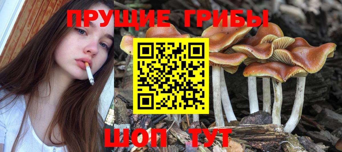 Коммунар  Псилоцибиновые грибы Cubensis  дарнет шоп  Галлюциногенные грибы MAGIC MUSHROOMS  Вход с VPN 